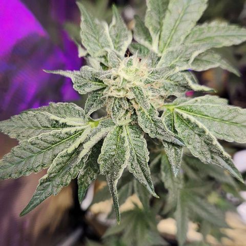 Peytons pie x Zkittles growlog timeline photo