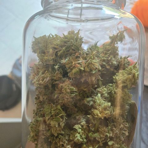 Birra al limone growlog timeline photo