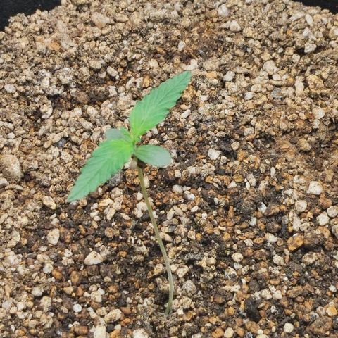 Auto Cheese Berry growlog timeline photo