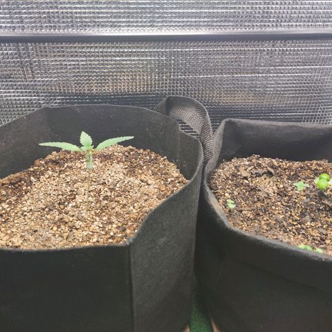 Auto Cheese Berry growlog photo: 70cm de luz