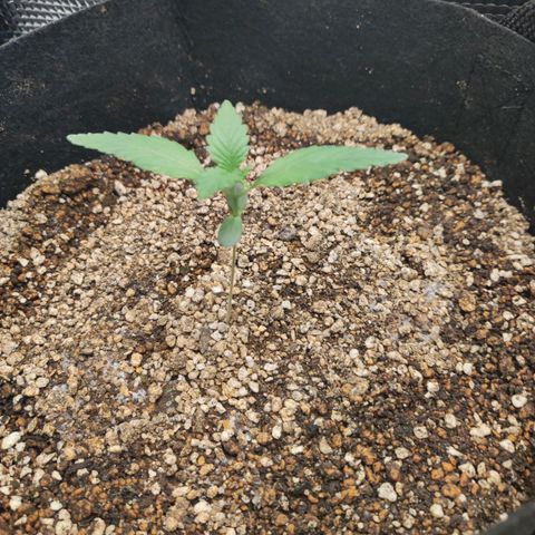 Auto Cheese Berry growlog timeline photo