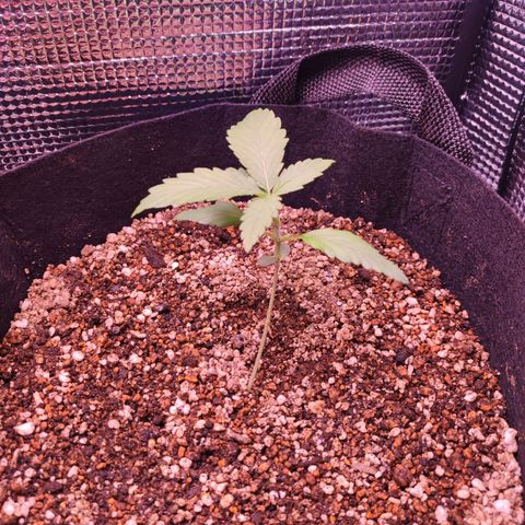 Auto Cheese Berry growlog timeline photo