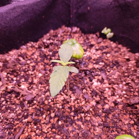 AK420 Autoflower growlog timeline photo