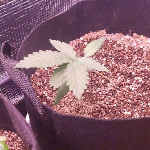 Auto Cheese Berry growlog timeline photo
