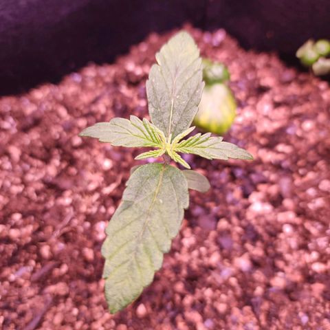 AK420 Autoflower growlog timeline photo