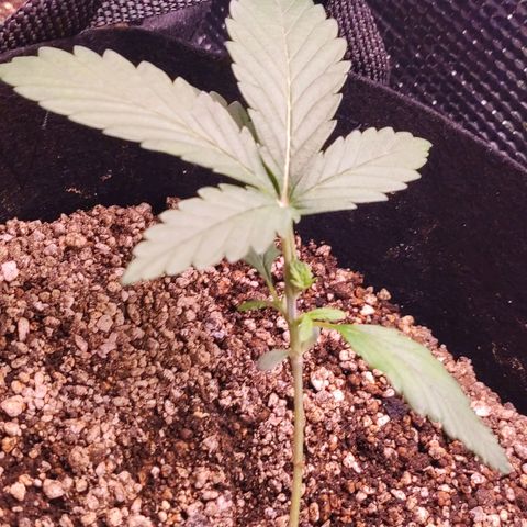 Auto Cheese Berry growlog timeline photo