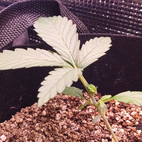 Auto Cheese Berry growlog timeline photo