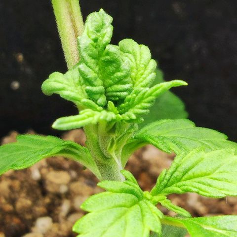 Auto Cheese Berry growlog timeline photo
