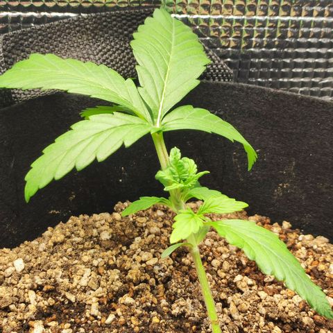 Auto Cheese Berry growlog timeline photo