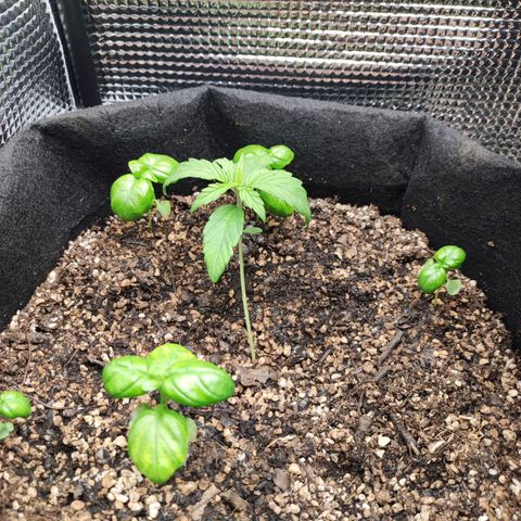 AK420 Autoflower growlog timeline photo
