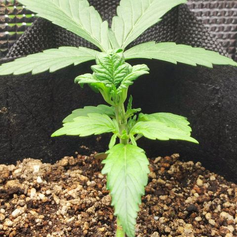 Auto Cheese Berry growlog timeline photo