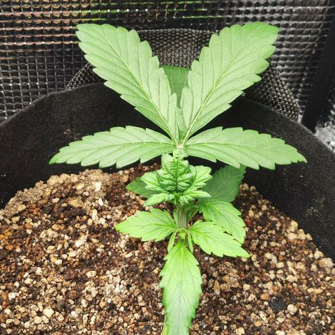 Auto Cheese Berry growlog timeline photo