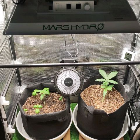 Auto Cheese Berry growlog timeline photo