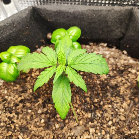 AK420 Autoflower growlog timeline photo