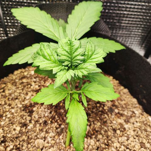 Auto Cheese Berry growlog timeline photo