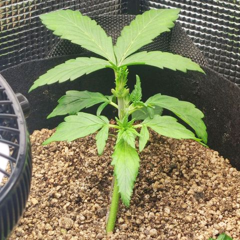 Auto Cheese Berry growlog timeline photo