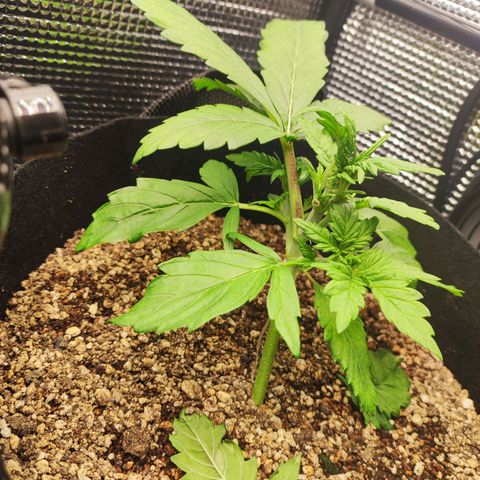 Auto Cheese Berry growlog timeline photo
