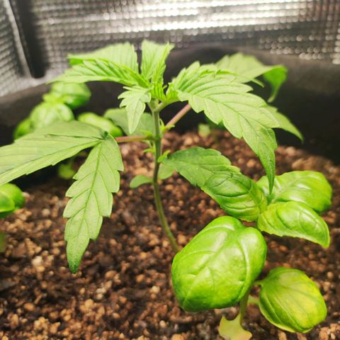 AK420 Autoflower growlog timeline photo