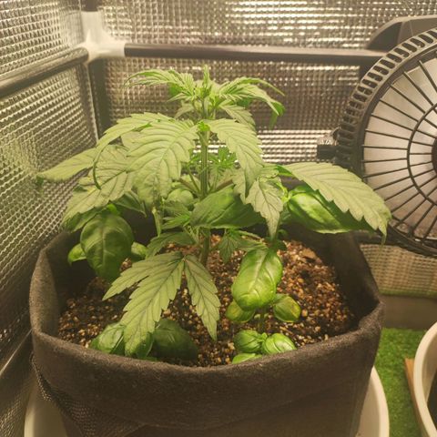 AK420 Autoflower growlog timeline photo