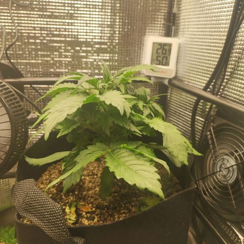 Auto Cheese Berry growlog timeline photo