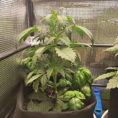 AK420 Autoflower growlog timeline photo