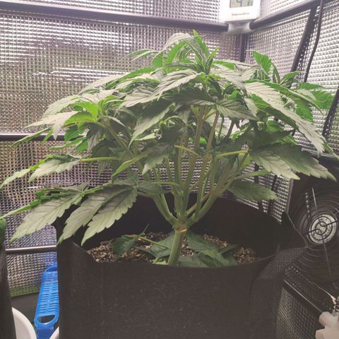 Auto Cheese Berry growlog timeline photo