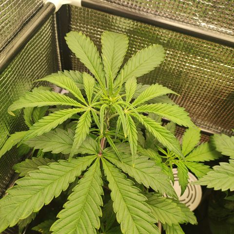 AK420 Autoflower growlog timeline photo