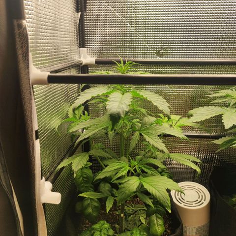 AK420 Autoflower growlog timeline photo