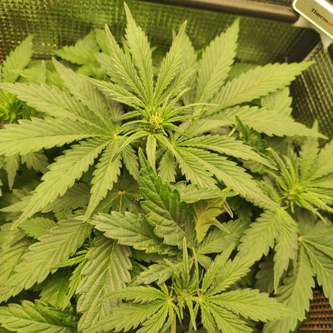 Auto Cheese Berry growlog timeline photo
