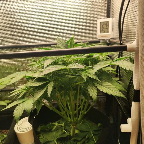 Auto Cheese Berry growlog timeline photo