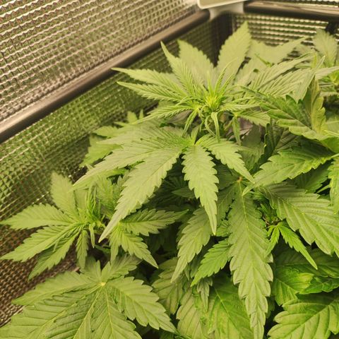 Auto Cheese Berry growlog timeline photo