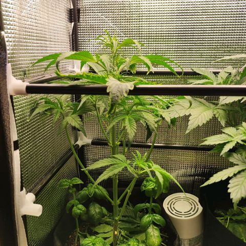 AK420 Autoflower growlog timeline photo