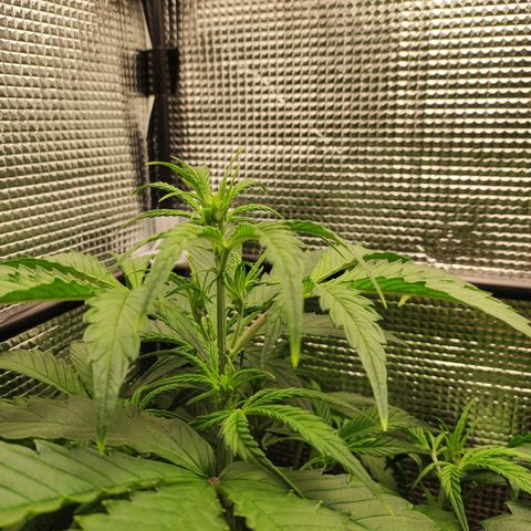 AK420 Autoflower growlog timeline photo