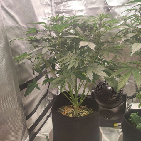 Auto Cheese Berry growlog timeline photo