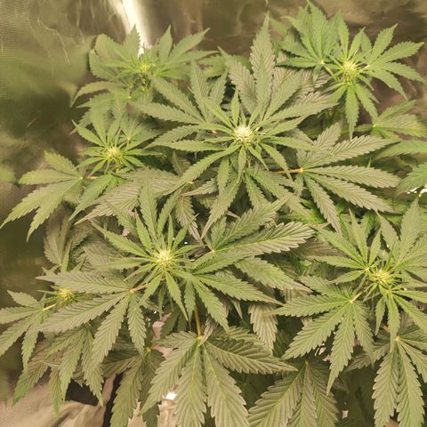 Auto Cheese Berry growlog timeline photo