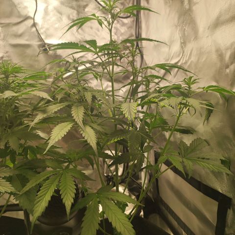 AK420 Autoflower growlog timeline photo