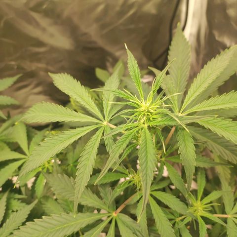 AK420 Autoflower growlog timeline photo