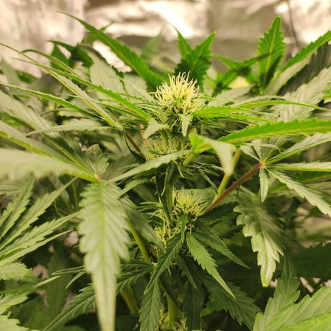 Auto Cheese Berry growlog timeline photo
