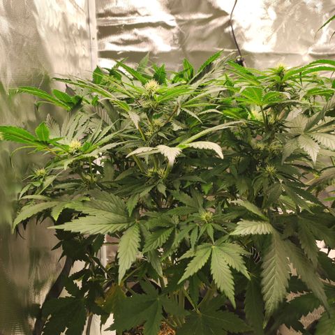 Auto Cheese Berry growlog timeline photo