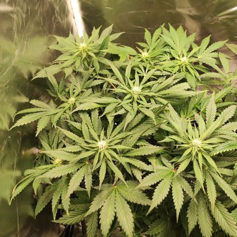 Auto Cheese Berry growlog timeline photo