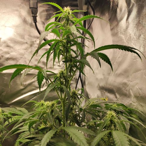 AK420 Autoflower growlog timeline photo