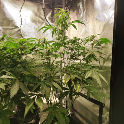 AK420 Autoflower growlog timeline photo