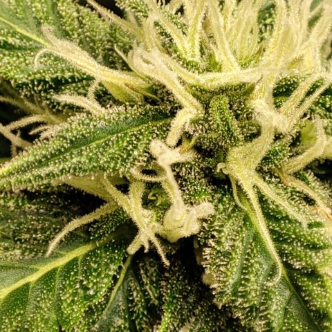 Auto Cheese Berry growlog timeline photo