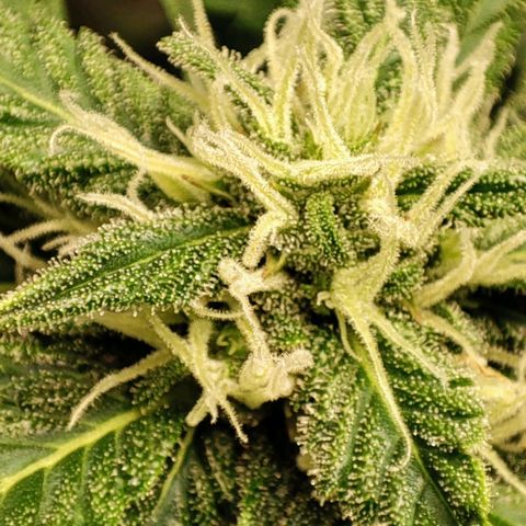 Auto Cheese Berry growlog timeline photo