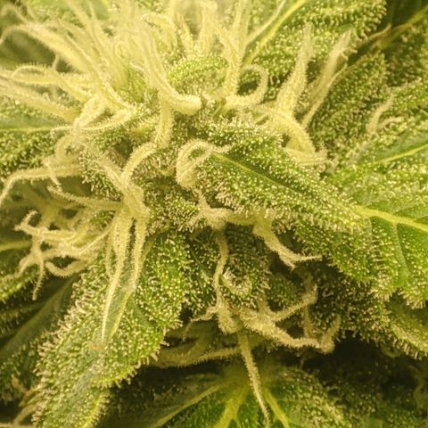 Auto Cheese Berry growlog timeline photo