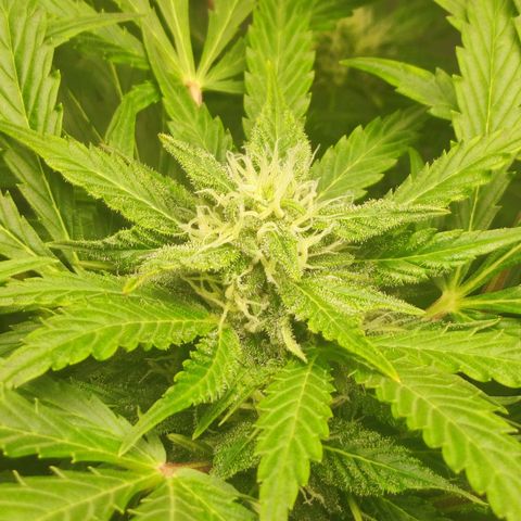 Auto Cheese Berry growlog timeline photo