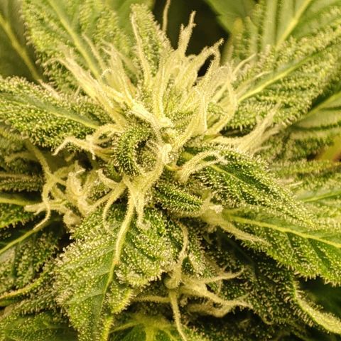 Auto Cheese Berry growlog timeline photo