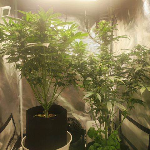 AK420 Autoflower growlog timeline photo