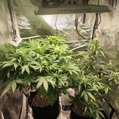 Auto Cheese Berry growlog timeline photo