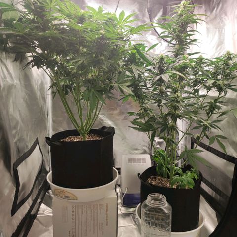 Auto Cheese Berry growlog timeline photo